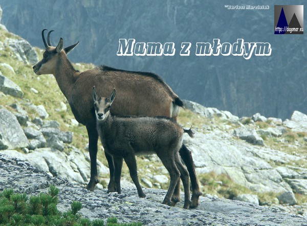 kozica z młodym w Tatrach