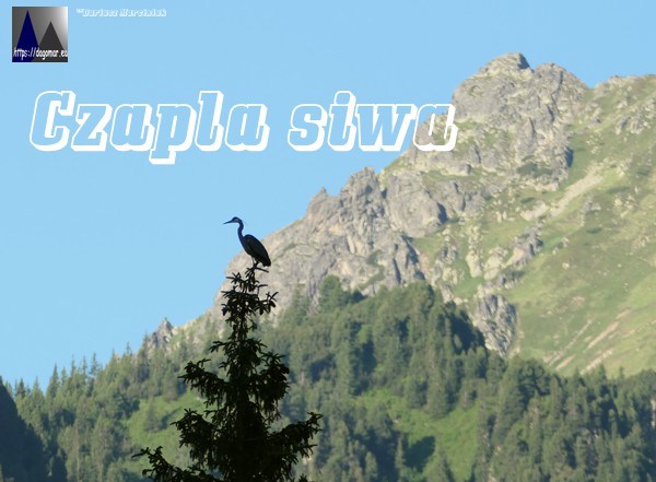 Czapla siwa
