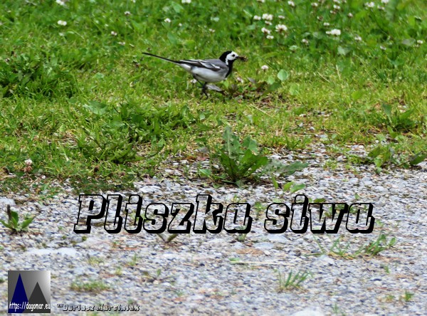 Pliszka siwa