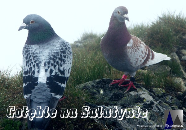 Gołębie na Salatynie we mgle