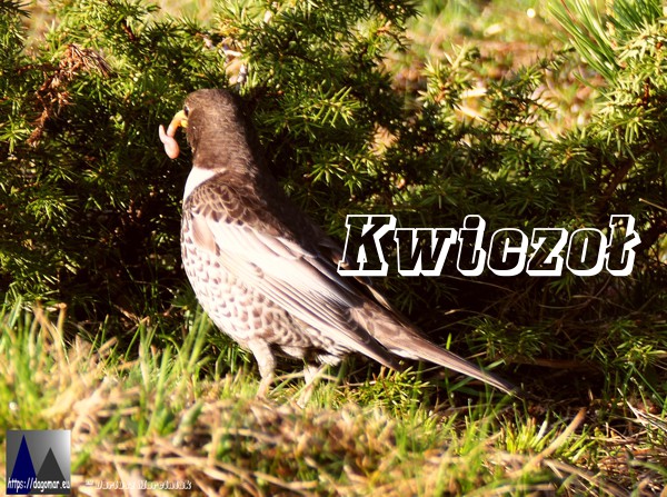 Kwiczoł ze zdobyczą
