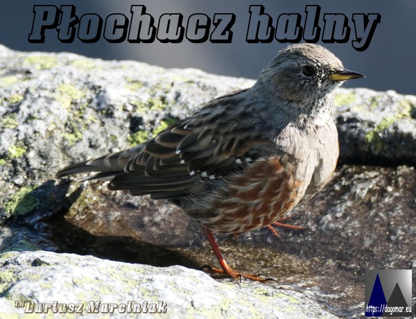 Płochacz halny