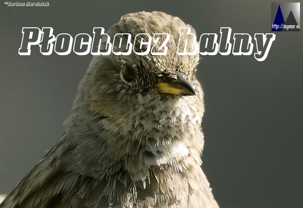 Płochacz halny