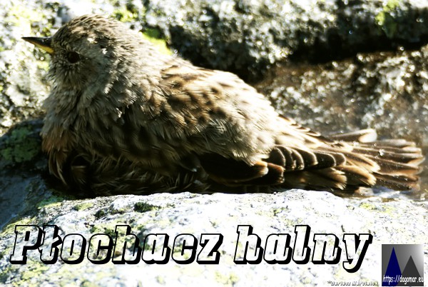 Płochacz halny