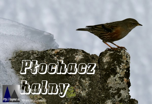 Płochacz halny
