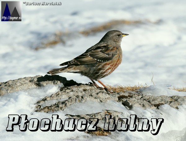 Płochacz halny